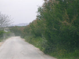 Rambla del Arco